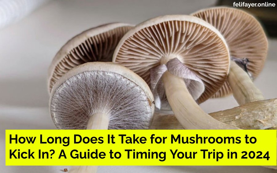 How Long Does It Take for Mushrooms to Kick In